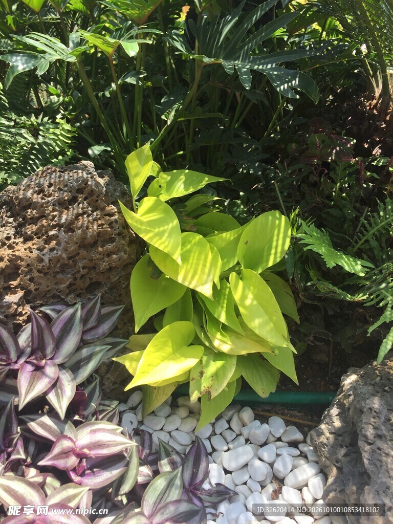 户外清新绿植景观