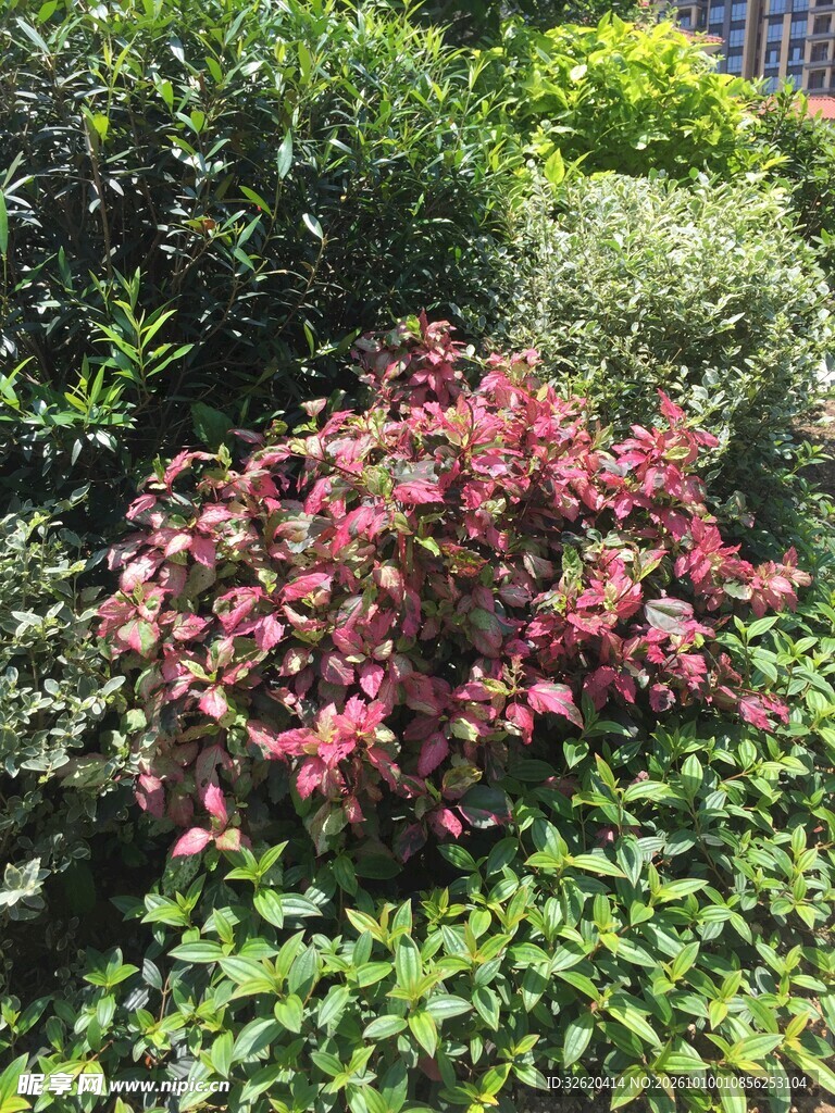 彩叶粉花景观绿植