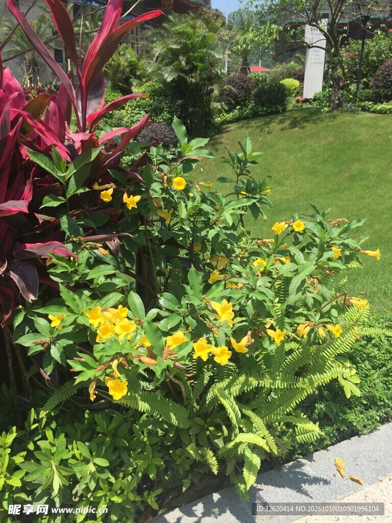 园林花卉绿植景观