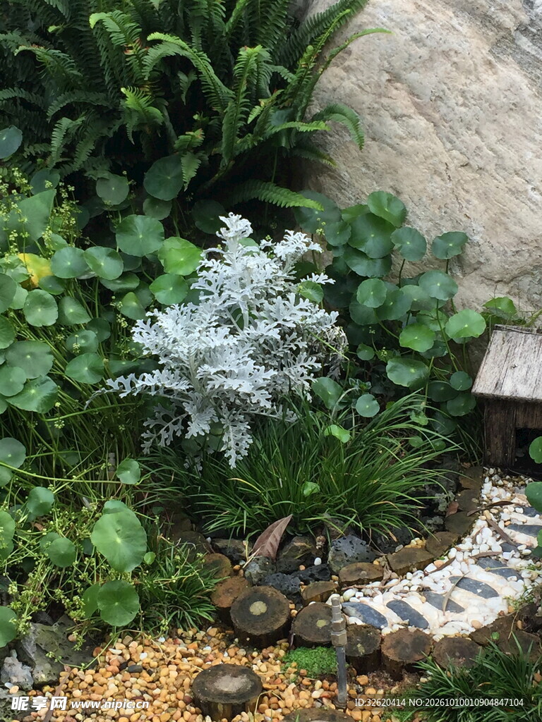 银叶菊庭院绿植小景