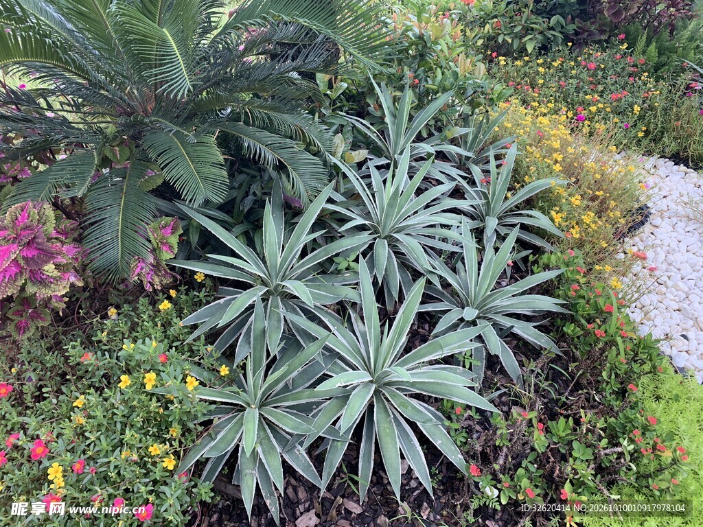 户外银叶观叶植物