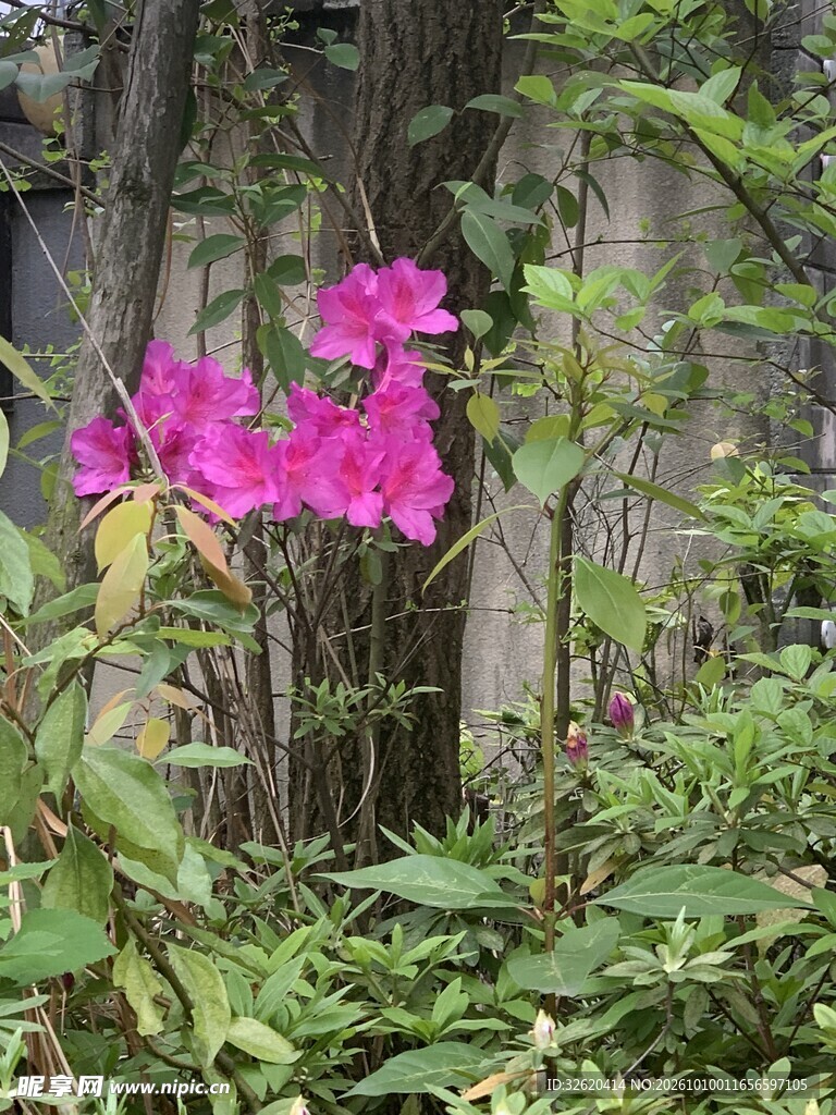 林间玫红花簇