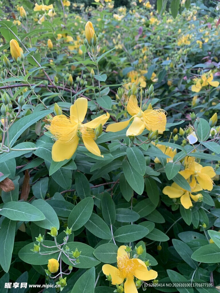 盛放的黄色小花