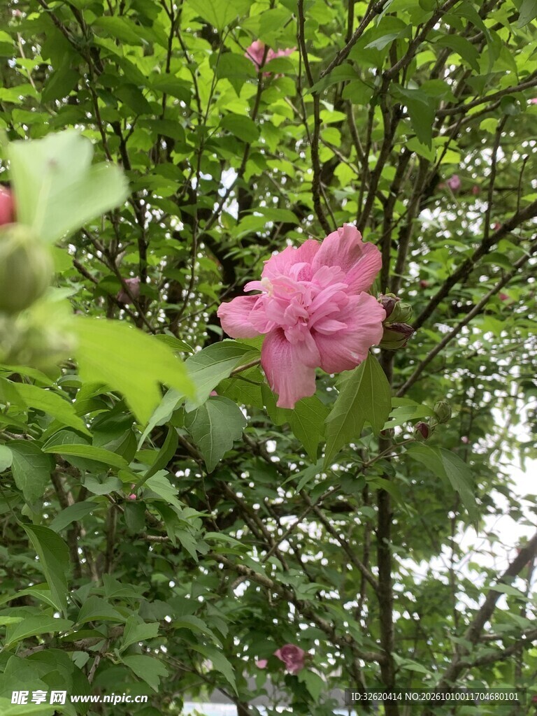 粉木槿花开绿意盎然