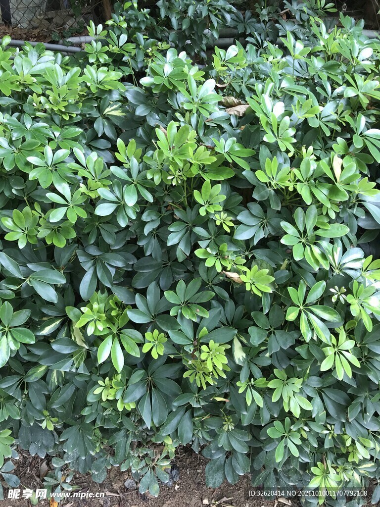 翠绿茂密灌木丛