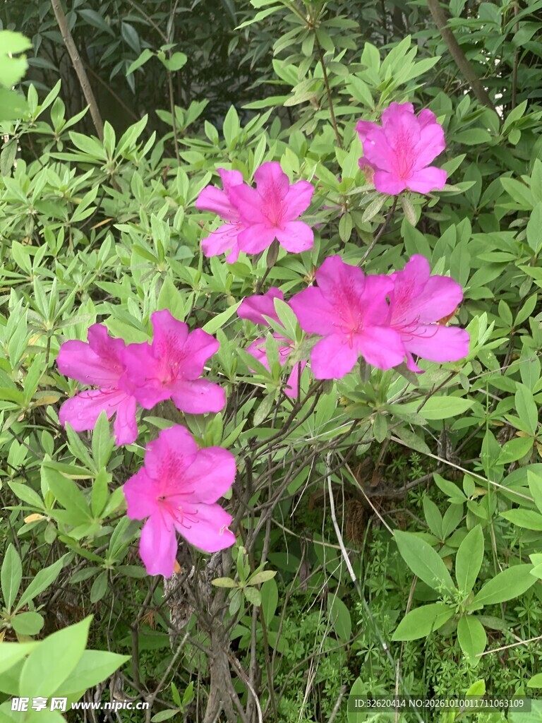 杜鹃花
