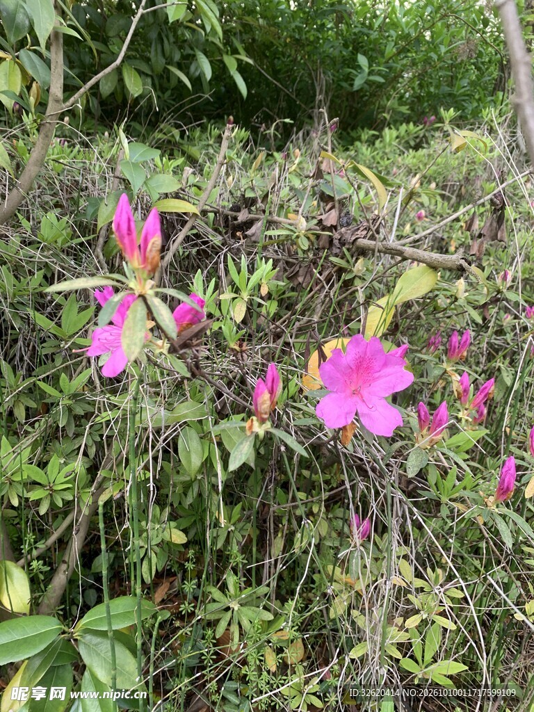 春日野外粉杜鹃