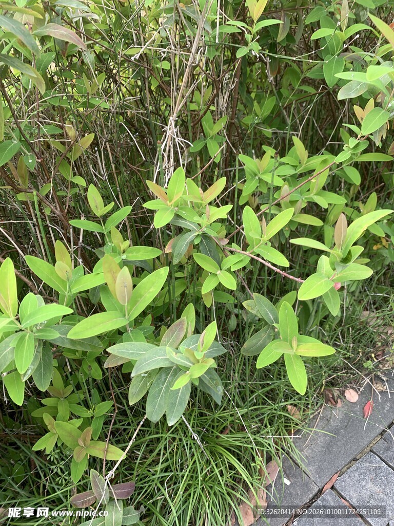 鲜绿灌木植株近景