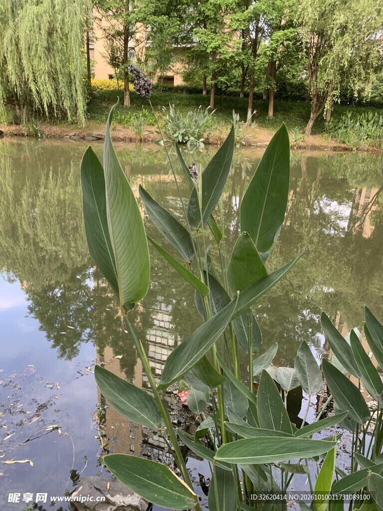 湖边绿植水景风光