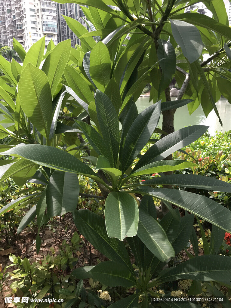 室外翠绿绿植特写