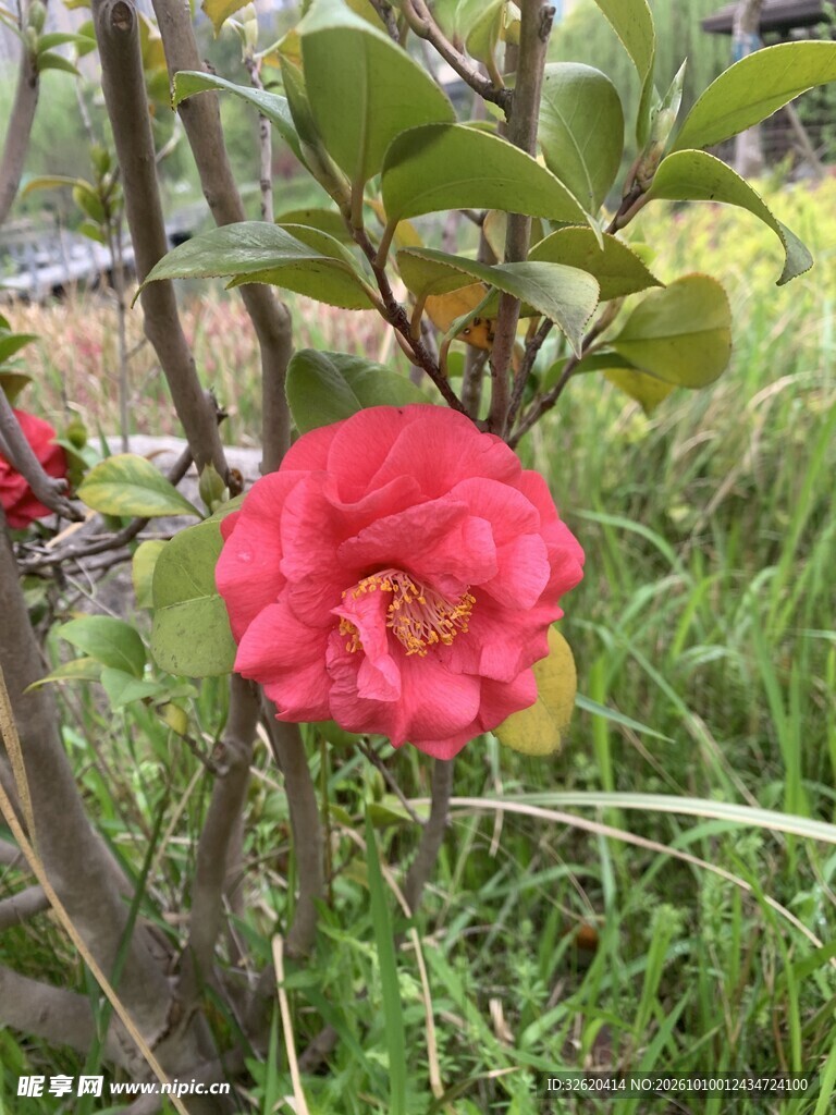 盛开的红山茶花