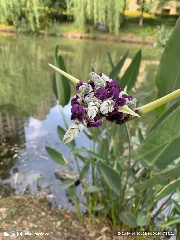水岸旁的观赏花卉