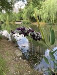 水畔紫花清新小景