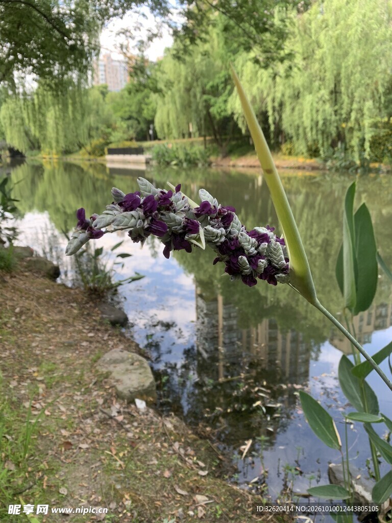 水畔紫花清新小景