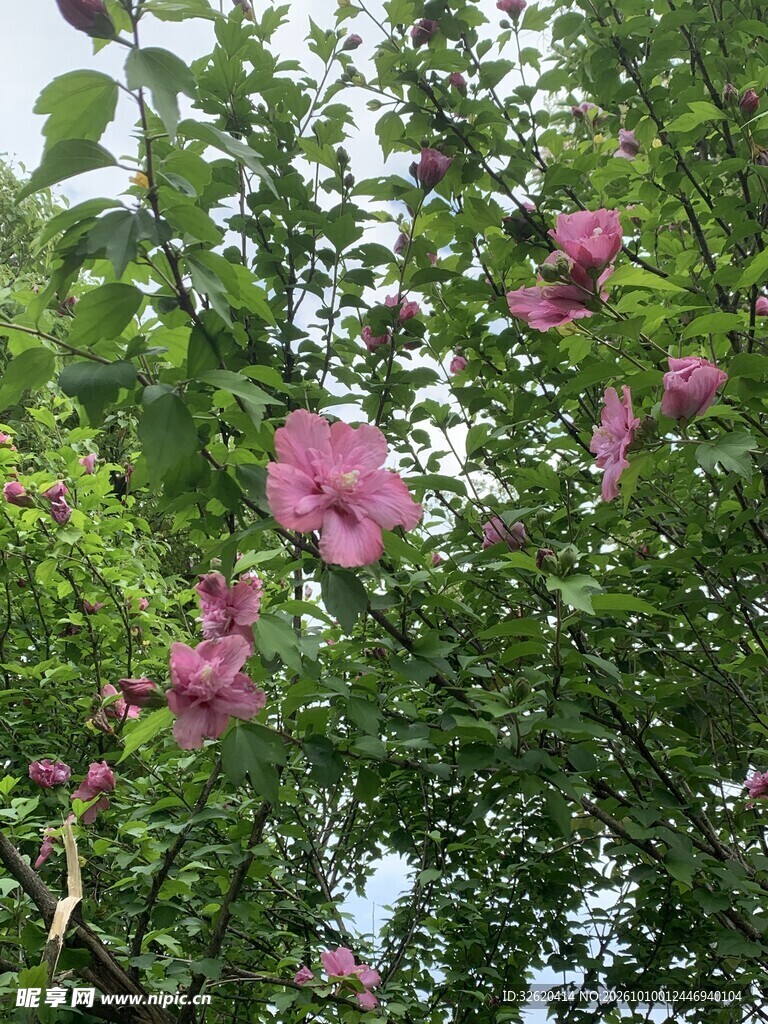 绿叶间的粉色花朵