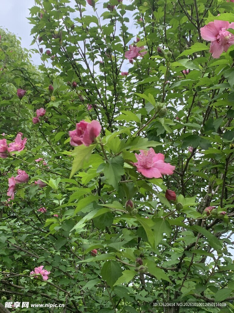 绿叶间的粉色木槿花
