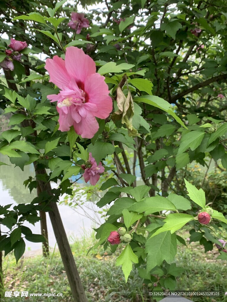 粉木槿花枝头绽放