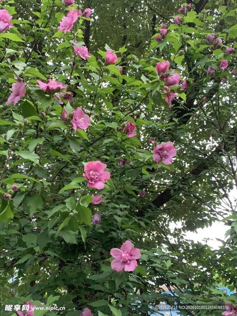 粉木槿花缀满青枝