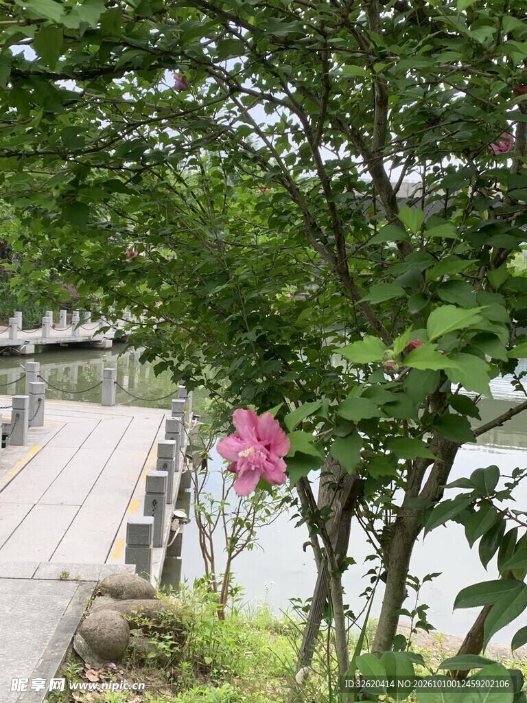 河畔步道夏日自然景致