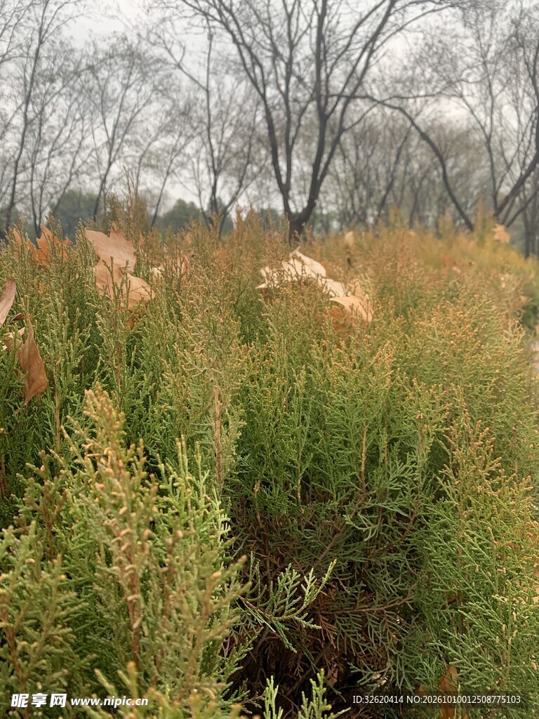 秋日郊野荒草风光