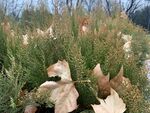 郊野秋日荒草落叶