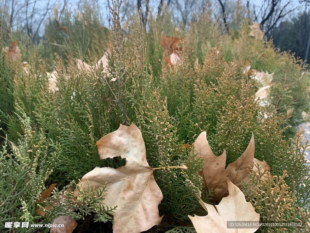 郊野秋日荒草落叶