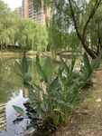 湖畔绿植自然景观