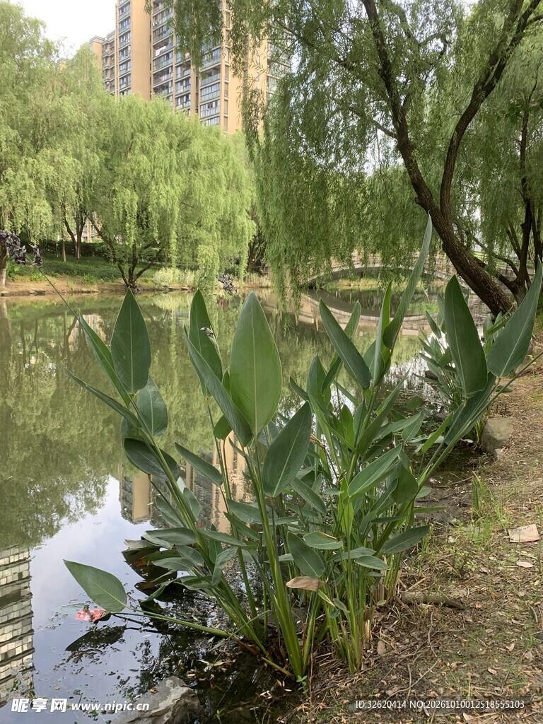 湖畔绿植自然景观