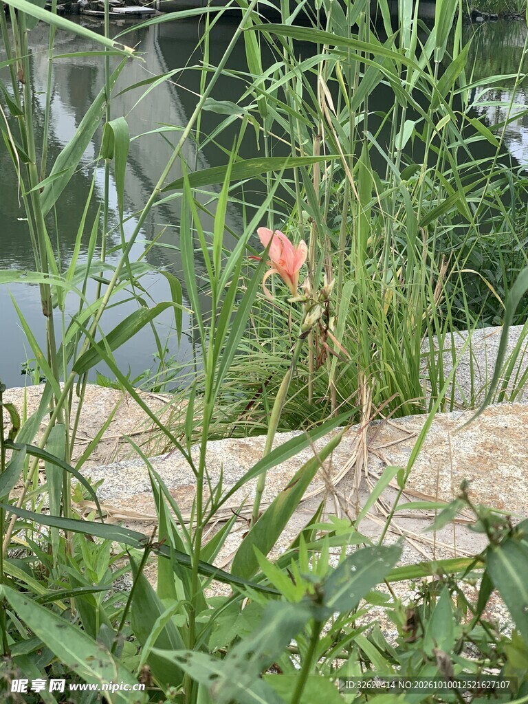 草丛间的红色小花