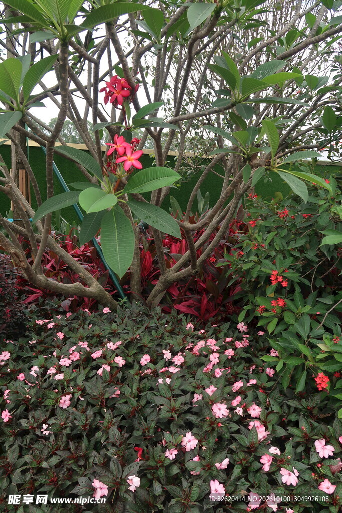 园林红花绿植景观