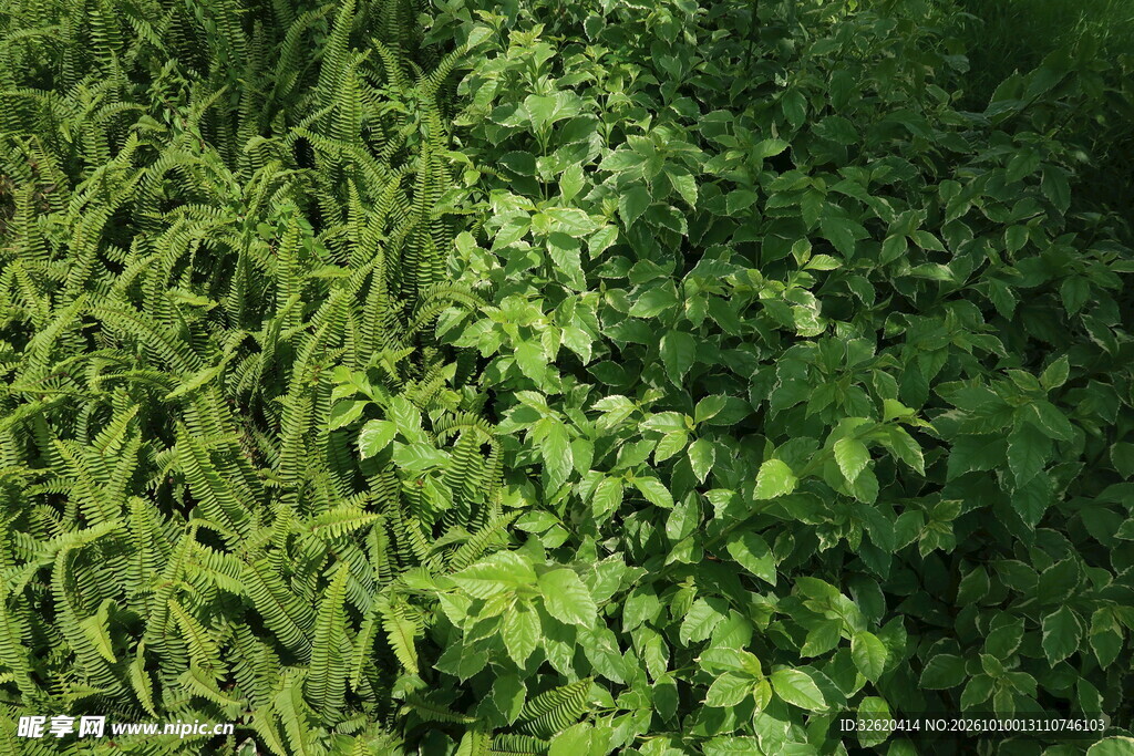 翠绿茂密绿植丛