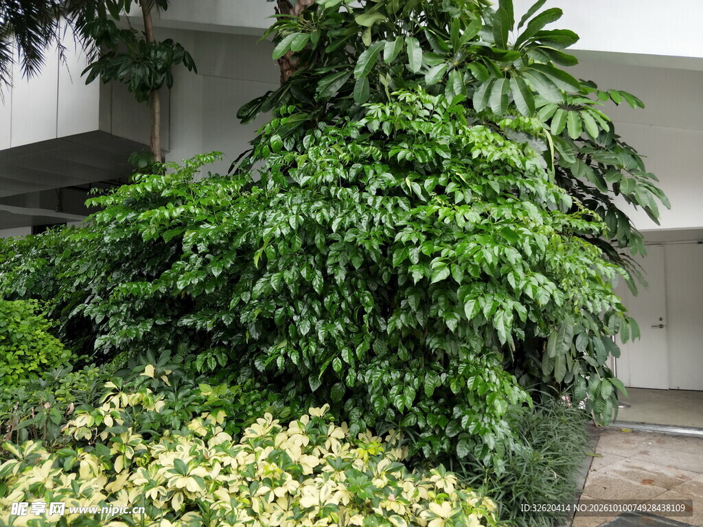 茂密绿化灌木景观