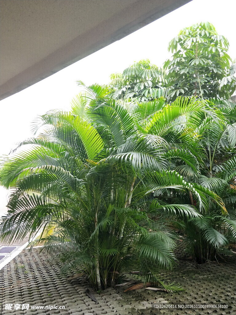 窗边芭蕉绿植景观