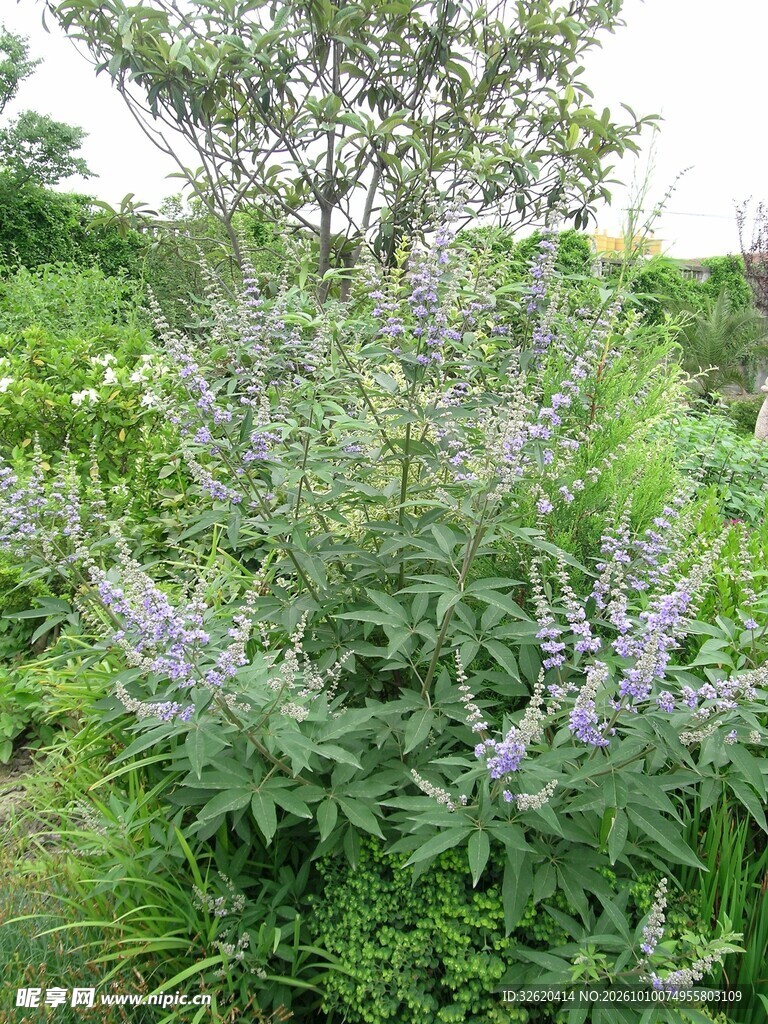 户外野生穗花植物