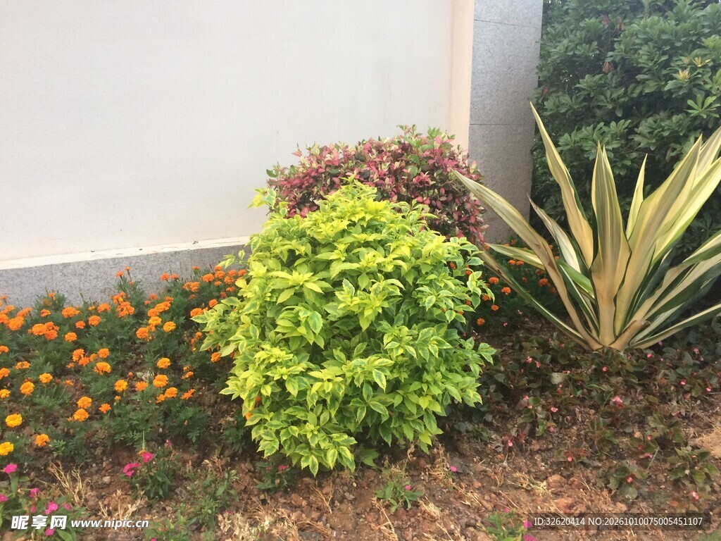 墙边绿化植物景观