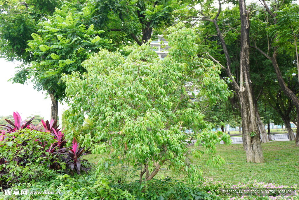 户外公园绿植风光