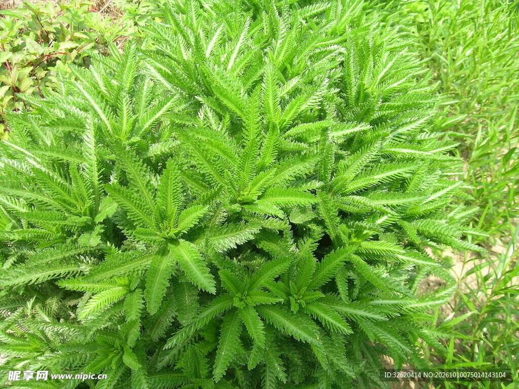 鲜绿艾草植株实拍