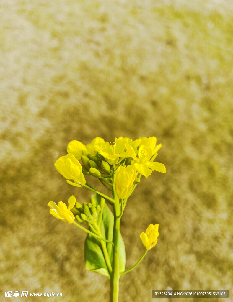 单株油菜花特写