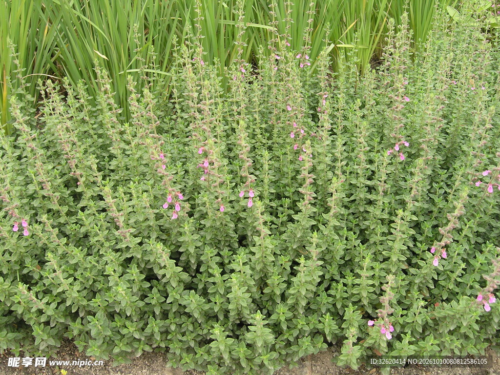 丛生草本绿植景观