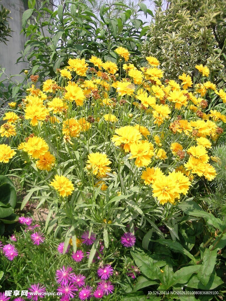 盛放的黄色花丛
