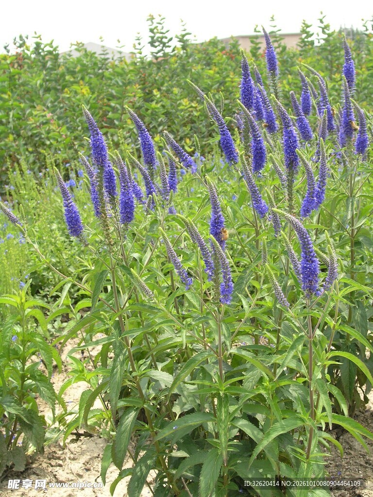 田间蓝紫色穗状花卉