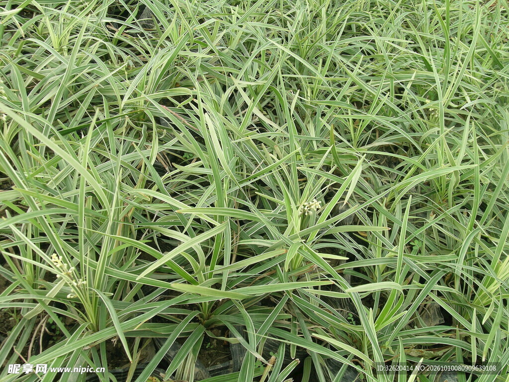翠绿草丛植被特写