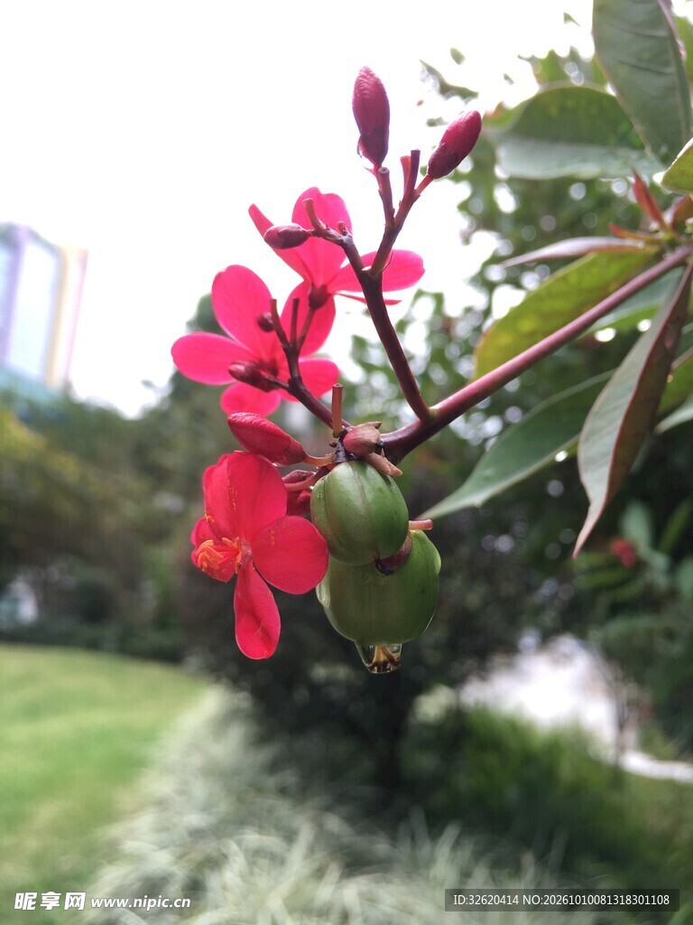 户外红花枝头特写