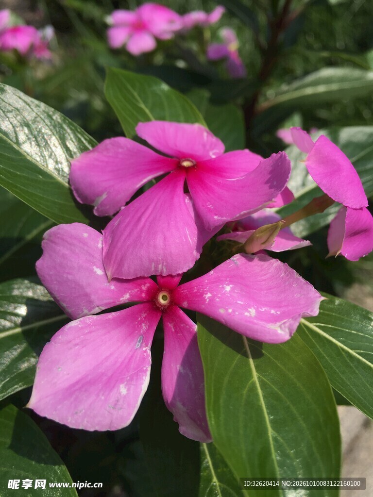 粉色长春花特写