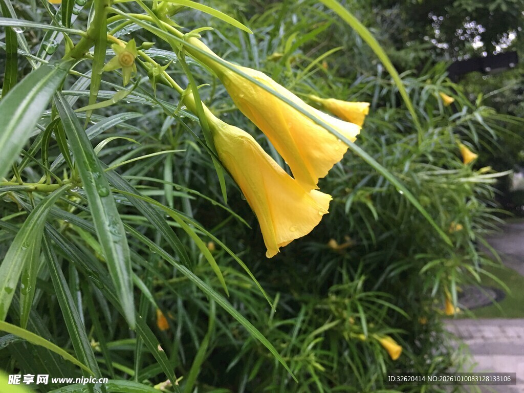 黄色喇叭花特写