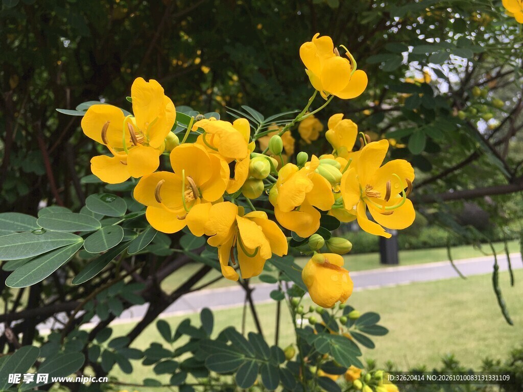 明黄决明花簇