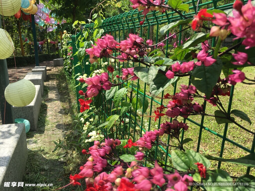 庭院盛放的艳红花卉
