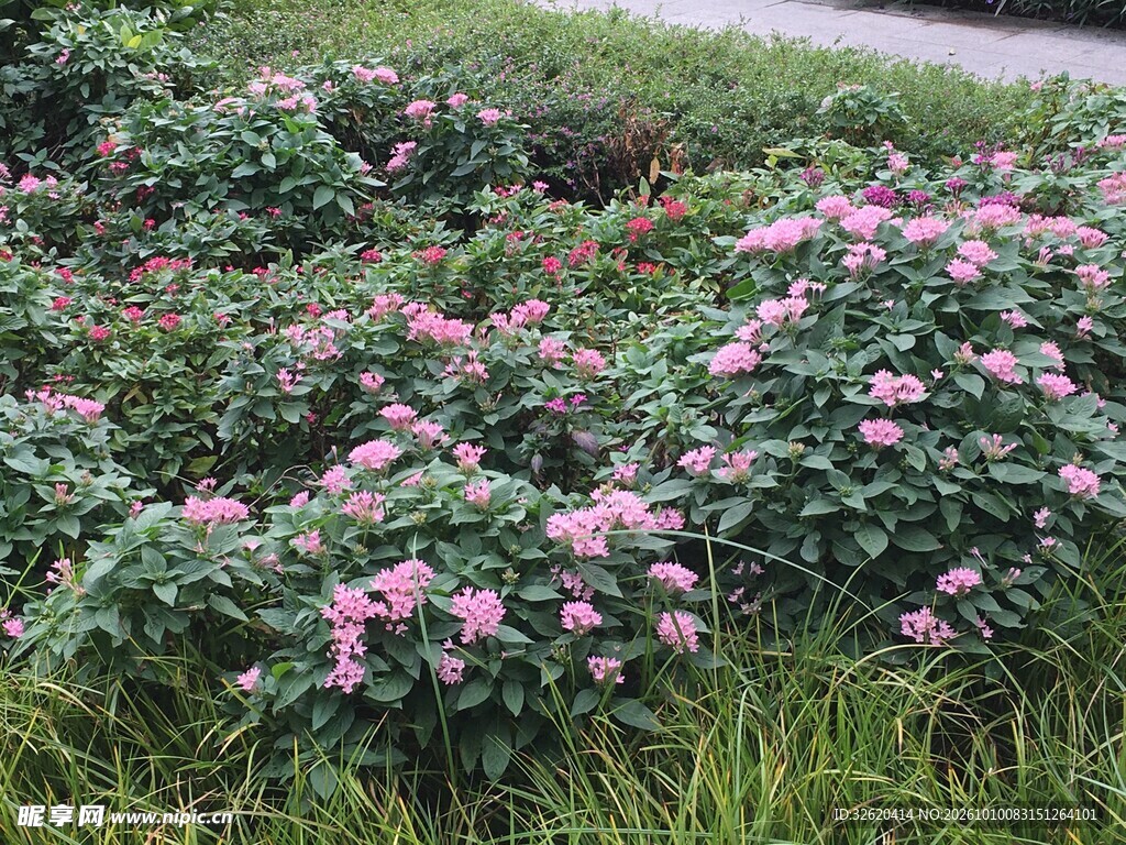 粉花绿植户外景观