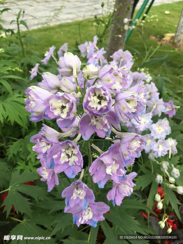 紫色翠雀花特写
