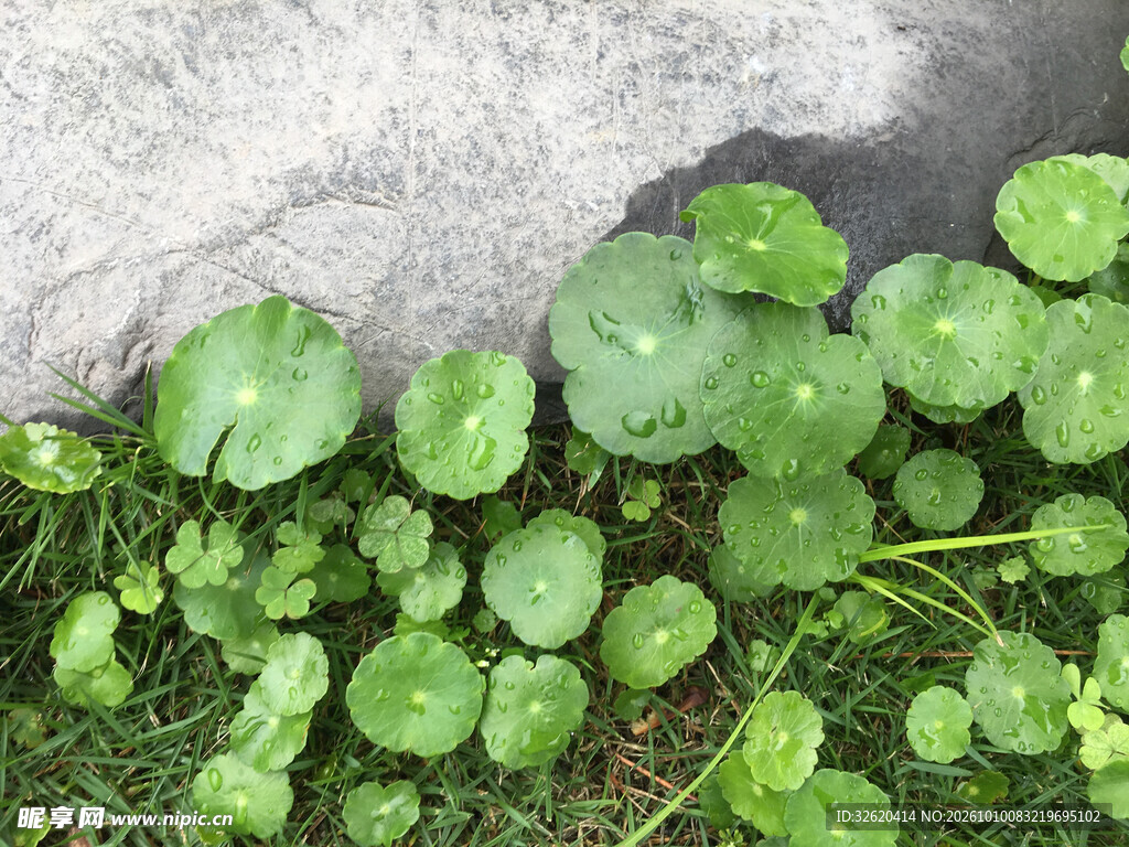 户外铜钱草绿植特写